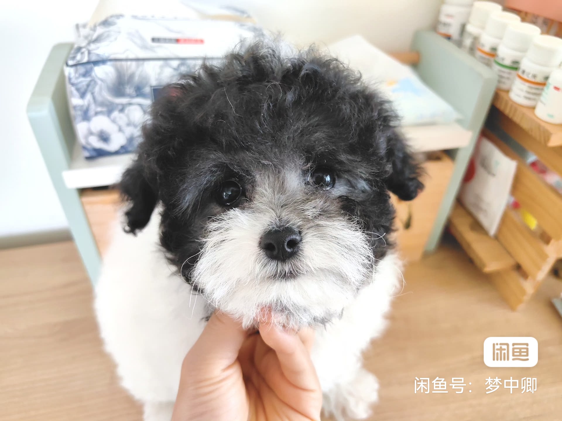 白花泰迪，有眼缘来，调皮可爱，上海杨浦可以提